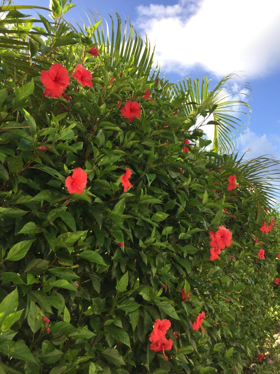 Guest House Annsea Ishigaki (Okinawa) Exterior foto